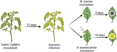 Tobamovirus infection aggravates gray mold disease caused by Botrytis cinerea by manipulating the salicylic acid pathway in tomato
